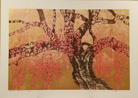 Weeping Cherry-15