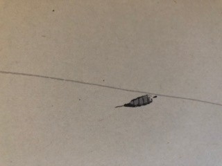 Fishing for Fortune