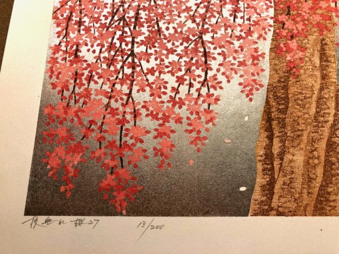 枝垂れ桜 27