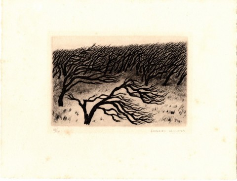 Trees bent by the wind