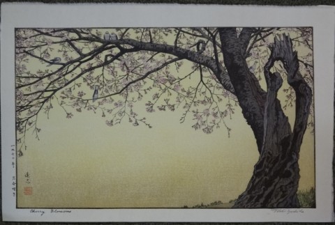 Cherry Blossoms 