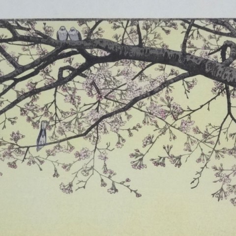 Cherry Blossoms 