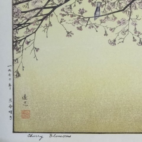 Cherry Blossoms 
